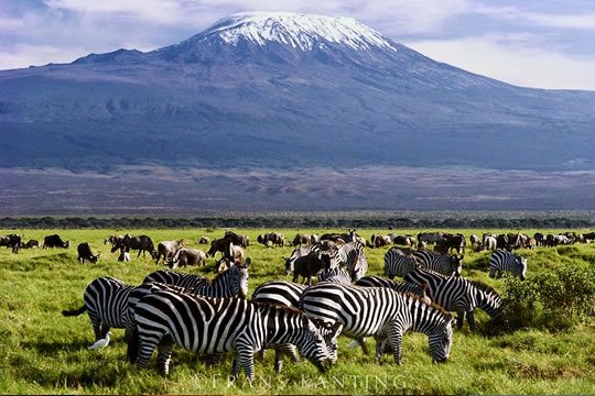 2 Days Amboseli Safari